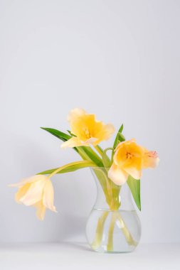 Sarı laleler cam vazoda, beyaz arka planda. Bahar konsepti Yakın çekim..