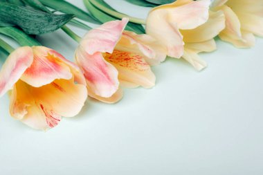 Açık yeşil arka planda sarı-pembe laleler. Bahar konsepti Üst görünüm, alanı kopyala.