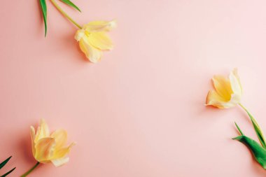 Pembe arka planda üç sarı lale. Bahar, tatil konsepti. Üst görünüm, düz görünüm, kopyalama alanı.