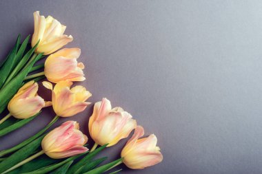 Gri arka planda sarı-pembe laleler. Merhaba bahar, kadınlar günü, anneler günü konsepti. Üst görünüm, düz görünüm, kopyalama alanı.