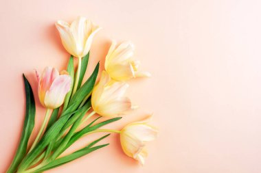 Açık pembe arka planda sarı laleler. Bahar konsepti Üst görünüm, düz görünüm, kopyalama alanı.
