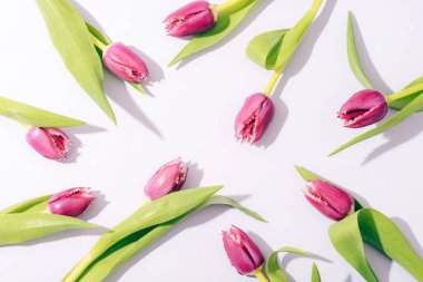 Hafif arka planda mor lale çiçekleri, sert gölgeler. Üst manzara, düz uzanma.