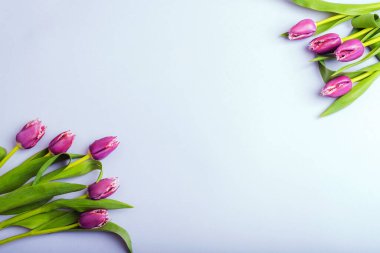 Açık arkaplanda mor laleler. Bahar konsepti Üst görünüm, alanı kopyala.