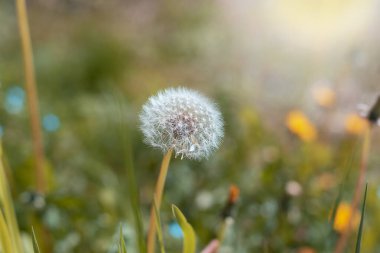 Güneş ışığında karahindiba ile yeşil alan. Bahar çayırı, seçici odak.