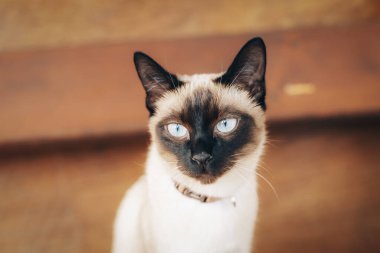 Mavi gözlü Siyam kedisinin portresi, yakın plan..