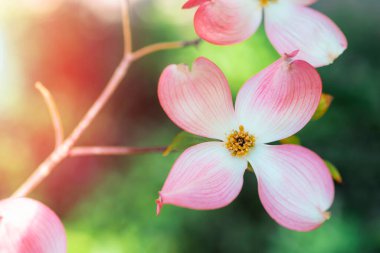 Cornus florida, the flowering dogwood pink flower, closeup. clipart