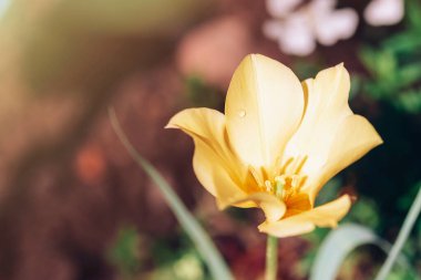 Bahçesinde çiy damlası olan sarı lale çiçeği. Tulipa linifolia, ya da keten yapraklı lale çiçeği, yakın plan..