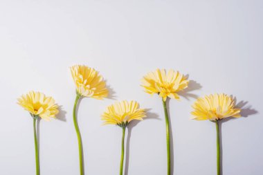 Beyaz arka planda sarı gerbera çiçekleri keskin gölgeler. Üst manzara, düz uzanma.