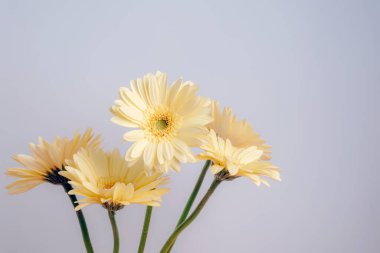 Beyaz arka planda sarı papatya çiçekleri. Yaz konsepti.