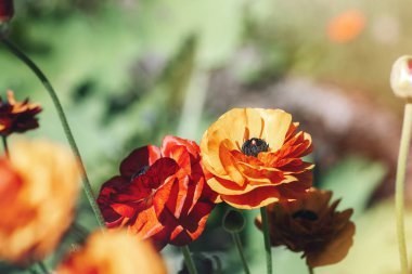 Gelincik çiçeği papaver rhoeas yeşil çimlerde açan güneşli bir günde, seçici bir odak.