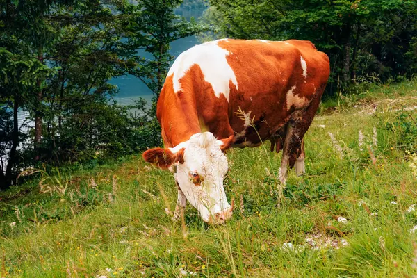 Beyaz ve kırmızı inek göl kıyısında otluyor..