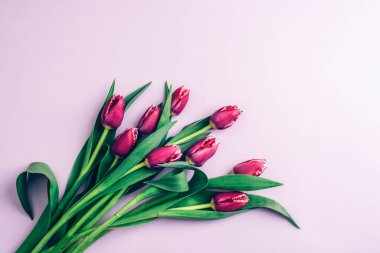 Açık leylak arkaplanlı mor laleler. Bahar tatili konsepti. Üst görünüm.