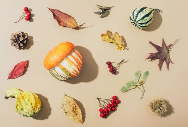 Balkabaklarından, kırmızı böğürtlenlerden, sarı yapraklardan, bej arka planda kestane ve konilerden oluşan sert gölgelerden oluşan sonbahar deseni. Sonbahar, sonbahar konsepti. Üst görünüm.