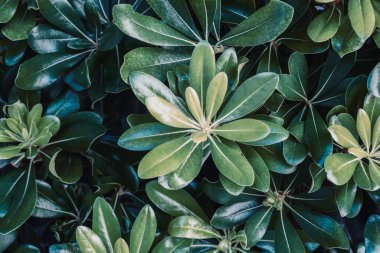 Yeşil yapraklar doğal arkaplan. Pittosporum torbira fabrikası.