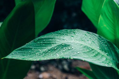 Canna Hibrida Rodigas 'ın güzel yeşil yaprağı, su damlaları, yakın çekim.