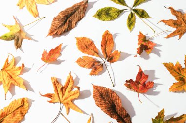 Kahverengi, sarı ve yeşil sonbahar yaprakları beyaz arka planda. Üst manzara, düz uzanma.