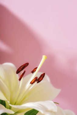 Pembe arka planda beyaz bir zambak çiçeği, saflığı ve aşkı sembolize ediyor. Boşluğu kopyala.