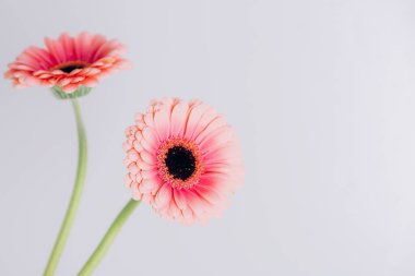 Beyaz arka planda uzun yeşil saplı iki pembe gerbera çiçeği. Boşluğu kopyala.