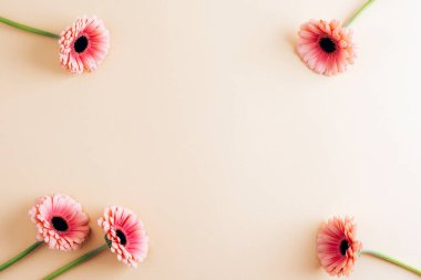Bej arkaplanlı pembe gerbera çiçekleri ve fotokopi alanı. Tatil konsepti, tebrik kartı. Üst manzara, düz uzanma.