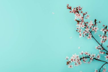 Pastel turkuaz kaplamalı kiraz çiçeği dalı. Bahar konsepti Üst görünüm, düz görünüm, kopyalama alanı.