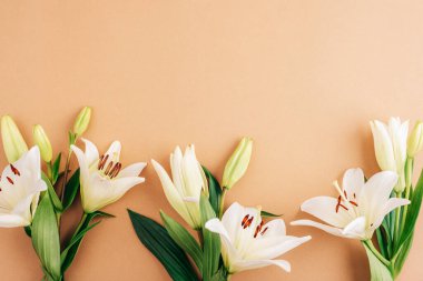 Beyaz zambaklar bej arkaplanda fotokopi alanı ile düzenlenmiş. Üst manzara, düz uzanma.