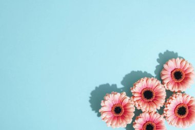 Pembe gerbera çiçekleri, parlak mavi arka planda, gölgeli. Tatil tebrik kartı. Üst görünüm, düz görünüm, kopyalama alanı.