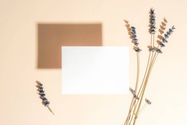 Lavantalı beyaz kağıt, arka planda keskin gölgeler bırakıyor. Üst görünüm, düz görünüm, model.