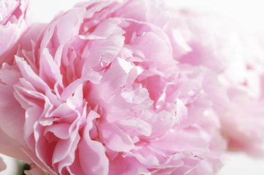 Pembe şakayık çiçeğine yakın çekim, güzel bir arka plan. Yumuşak odak.