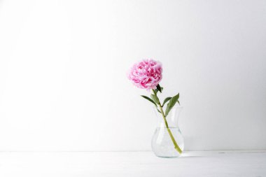 Şeffaf cam vazoda, beyaz zemin üzerinde su olan tek bir pembe şakayık çiçeği. Boşluğu kopyala.