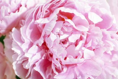 Pembe şakayık çiçeği, güzel bir arka plan. Yakın plan.