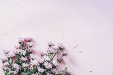 Pastel pembe arka planda taç yaprakları olan açık pembe kasımpatılar. Düz yat, boşluğu kopyala.