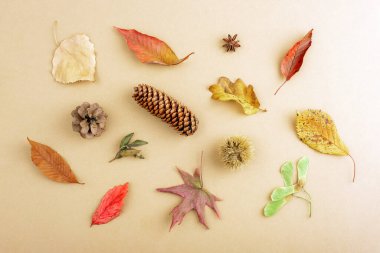 Sonbahar yaprakları, çam kozalakları, tohumlar ve sıcak bej arka planda yıldız anasonu. Üst görünüm.