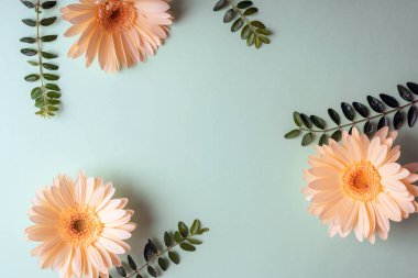 Sarı gerbera çiçekleri ve açık yeşil arka planda yeşil yapraklar. Tatil tebrik kartı konsepti. Üst görünüm, düz görünüm, kopyalama alanı.