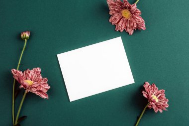 Koyu yeşil arka planda pembe kasımpatı çiçekli beyaz kart. Mesaj ya da davetiye için maket. Üst manzara, düz uzanma.