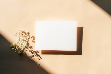 Küçük beyaz çiçekli beyaz kart ve bej arka planda gölgeler. Mesaj ya da davetiye için en az model. Üst manzara, düz uzanma.