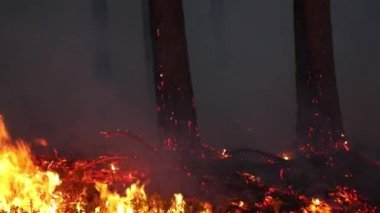 Ormanda yangın. Koruma yangını. kontrollü yanma.