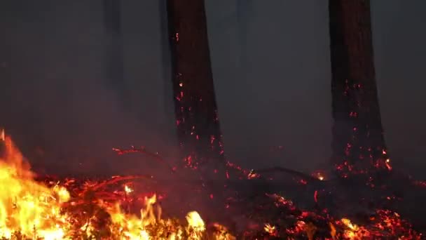 Gece Alevler Içinde Yanan Orman Koruma Yangını Kontrollü Yangın Ormanda — Stok video