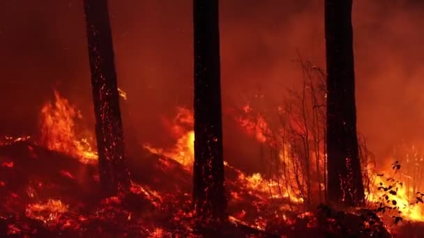 森で燃えている火 — ストック動画