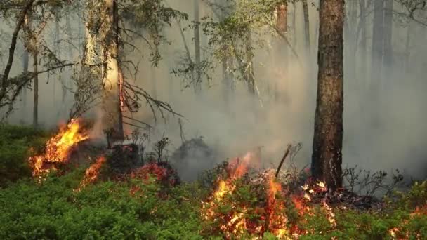 Płonący Las Pieczenie Konserwacyjne Kontrolowane Spalanie Pożar Lesie — Wideo stockowe