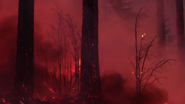 Fogo Vermelho Floresta Floresta Chamas Queima Conservação Queimadura Controlada Fogo — Vídeo de Stock