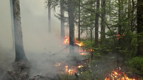 Gran Incendio Que Arde Junto Bosque Bosque Llamas Quema Conservación — Vídeo de stock