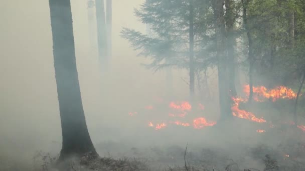Płonący Las Pieczenie Konserwacyjne Kontrolowane Spalanie Pożar Lesie — Wideo stockowe