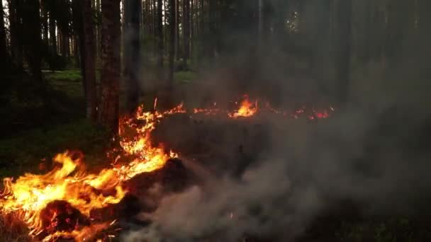 Égő Erdő Konzerválás Szabályozott Égés Tűz Erdőben — Stock videók