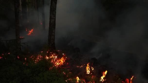 森林大火 树木和草地 — 图库视频影像