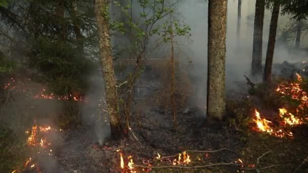 燃えている森 保全が燃えている 制御された燃焼 森の中の火災 — ストック動画