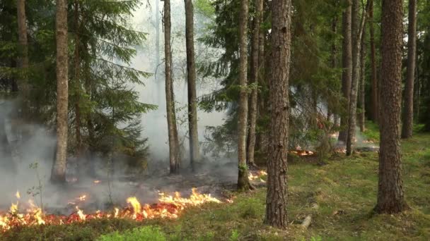 Brinnande Skog Konserveringsbränning Kontrollerad Förbränning Eld Skogen — Stockvideo