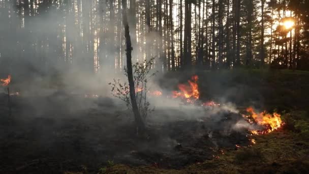 Feuer Wald Feuer Einem Wald Naturschutz Brennt Kontrollierte Verbrennung — Stockvideo