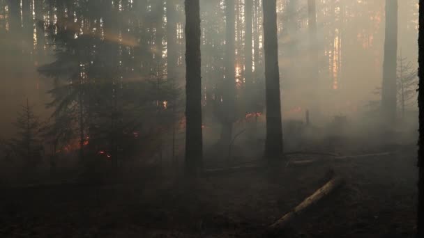 Pożar Lasu Pożar Lesie Pieczenie Konserwacyjne Kontrolowane Spalanie — Wideo stockowe