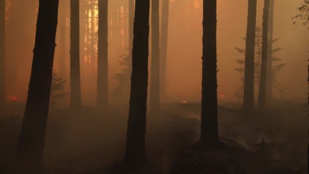 Schöne Waldbrände Abend Waldbrand Feuer Einem Wald Naturschutz Brennt Kontrollierte — Stockvideo