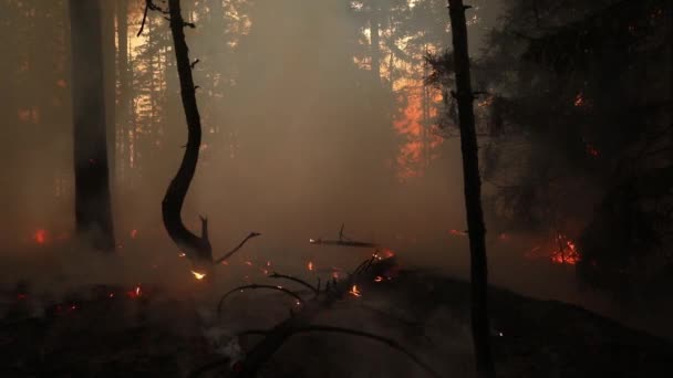 Płonący Ogień Lesie — Wideo stockowe
